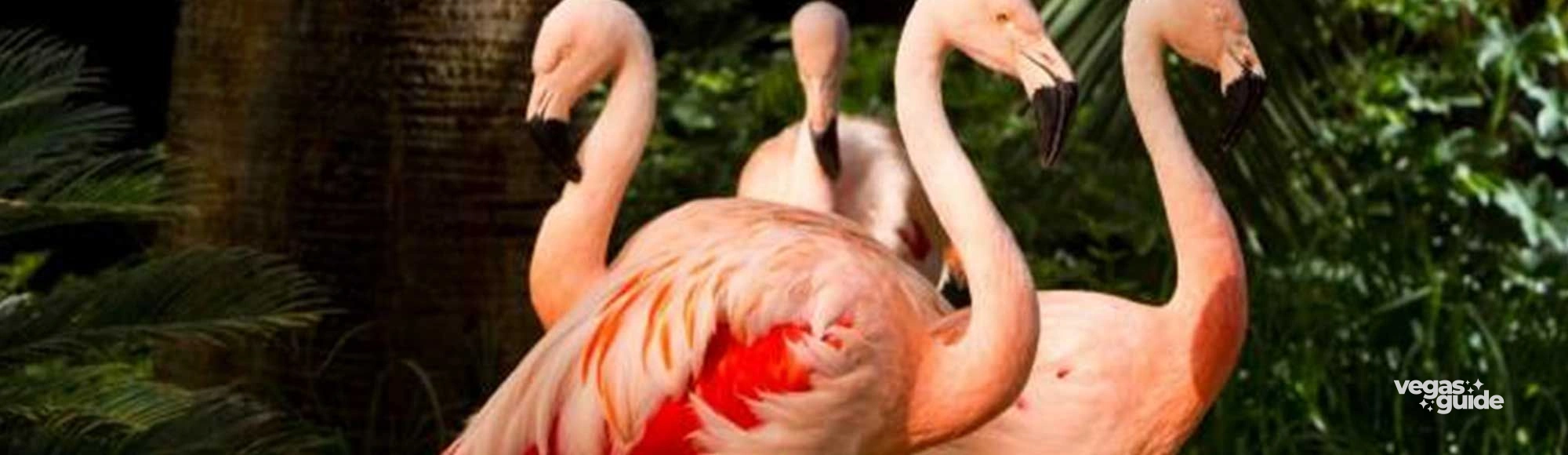 Wildlife Habitat at the Flamingo photo