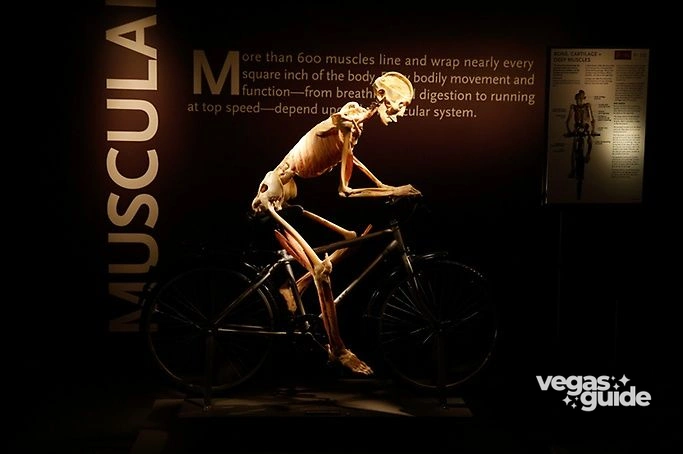 Bodies The Exhibition