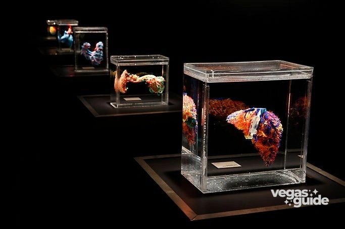 Bodies The Exhibition