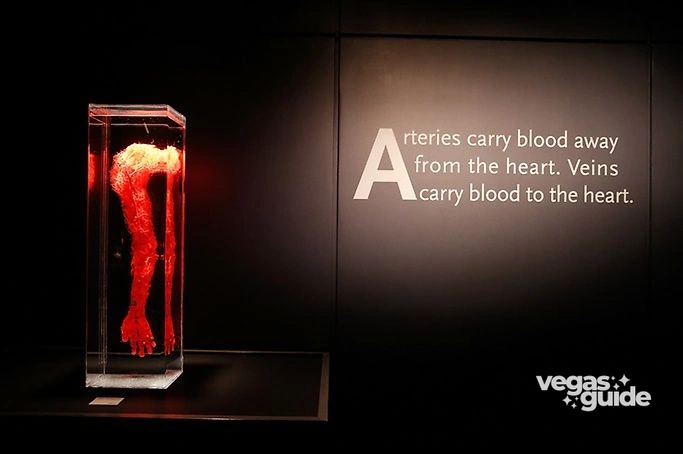 Bodies The Exhibition