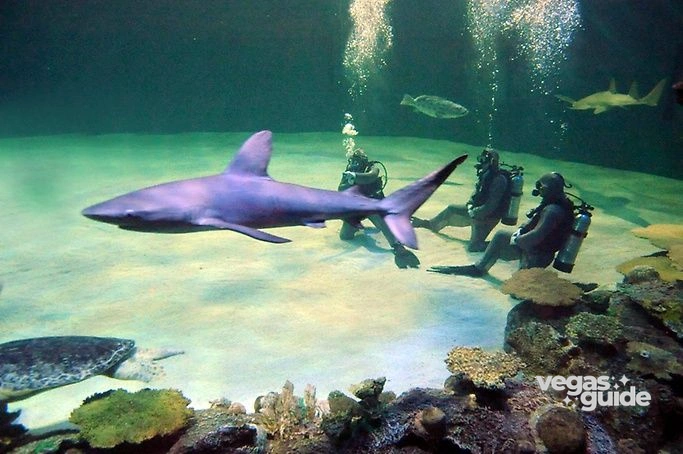 Shark Reef Aquarium