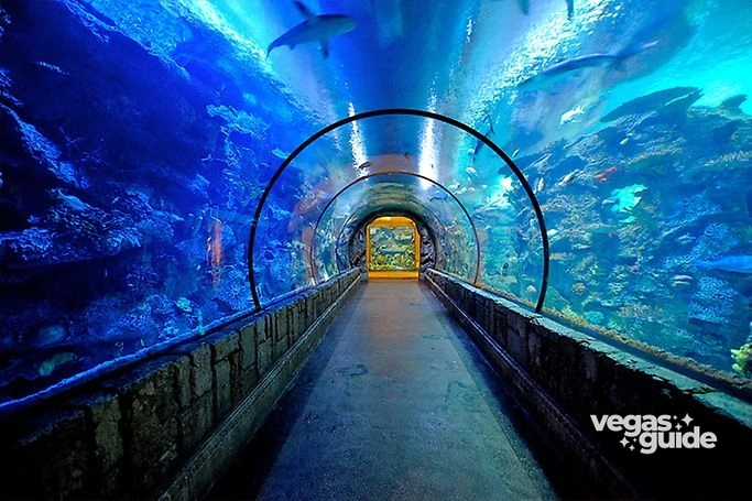 Shark Reef Aquarium