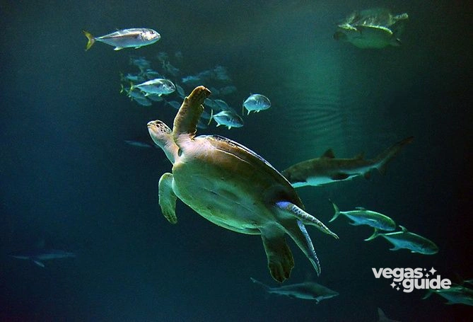 Shark Reef Aquarium