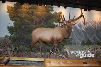 Las Vegas Natural History Museum