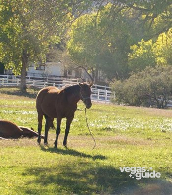Spring Mountain Ranch State Park