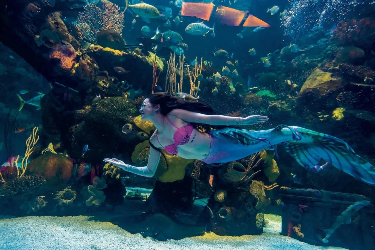 Mermaids at the Silverton