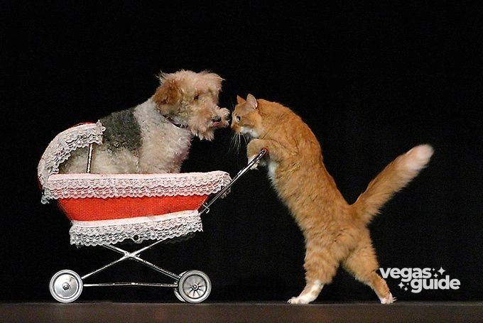 Popovich Comedy Pet Theater