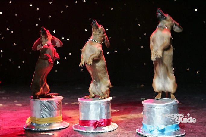Popovich Comedy Pet Theater