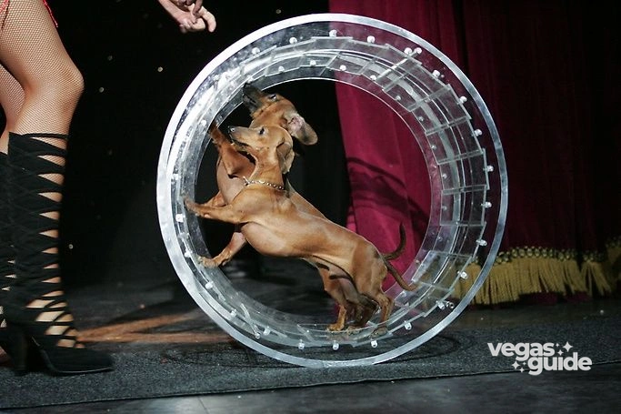 Popovich Comedy Pet Theater
